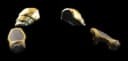 Piecemeal Armor Arms